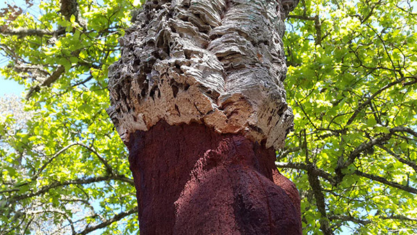 oak_2